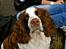 Engelsk springer spaniel Ziroc Slot's Dominique (Døgg)