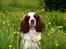 Engelsk springer spaniel Ziroc Slot's Dominique (Døgg)