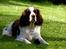 Engelsk springer spaniel Ziroc Slot's Dominique (Døgg)