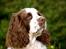 Engelsk springer spaniel Ziroc Slot's Dominique (Døgg)