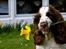 Engelsk springer spaniel Ziroc Slot's Dominique (Døgg)
