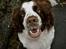 Engelsk springer spaniel Ziroc Slot's Dominique (Døgg)