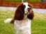 Engelsk springer spaniel Ziroc Slot's Dominique (Døgg)