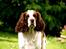 Engelsk springer spaniel Ziroc Slot's Dominique (Døgg)