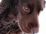 Engelsk springer spaniel Freja.