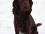 Engelsk springer spaniel Freja.