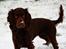 Engelsk springer spaniel Freja.