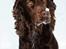Engelsk springer spaniel Freja.