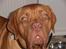 Dogue de bordeaux Kanto - 7 mdr. gammel