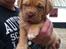 Dogue de bordeaux Kanto - Svært at vente på han bliver gammel nok til at komme med hjem