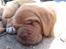 Dogue de bordeaux Kanto - Så lille......