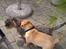 Dogue de bordeaux Kanto - Mødet med Hubert. 
