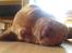 Dogue de bordeaux Kanto - Lille og træt.....