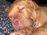 Dogue de bordeaux Kanto - meget træt......