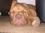 Dogue de bordeaux Kanto - Alt kan puttes ved..