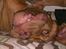 Dogue de bordeaux Kanto - Smuk, ikk...?