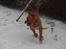 Dogue de bordeaux Kanto - Det er sgu sjovt, sådan noget sne.........