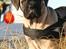 Bullmastiff Raya (Bullgrin's 'N Librrani No Mercy) - 11 uger