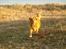 Nova scotia duck tolling retriever Bella - Velkommen til Bellas Profil
Læg Gerne EN Kommentar! :)