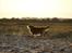 Nova scotia duck tolling retriever Bella - Bella i solen (Flovt strand)
