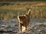 Nova scotia duck tolling retriever Bella - Flovt strand<3