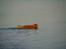 Nova scotia duck tolling retriever Bella - Bella der '' Elsker vand ''