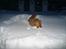 Nova scotia duck tolling retriever Bella - Vinter 2010