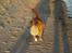 Nova scotia duck tolling retriever Bella - Miiin