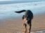 Blanding af racer Tyson (Rottweiler/Berner sennen) - Min ejer vil lege! :D