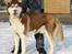 Siberian husky Snow Husky Ziemabor Aslan