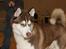 Siberian husky Snow Husky Ziemabor Aslan