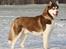 Siberian husky Snow Husky Ziemabor Aslan