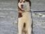 Siberian husky Snow Husky Ziemabor Aslan