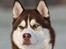 Siberian husky Snow Husky Ziemabor Aslan