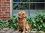 Cocker spaniel Pixi