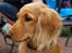 Cocker spaniel Pixi