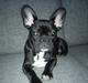 Fransk bulldog Bella