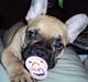 Fransk bulldog Harald