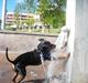 Dvaergpinscher King  † R.I.P