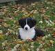 Border collie Mille