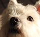 West highland white terrier Sussi