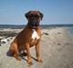Boxer Lucca