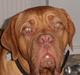 Dogue de bordeaux Kanto