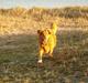 Nova scotia duck tolling retriever Bella