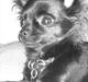 Chihuahua Bella 