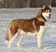 Siberian husky Snow Husky Ziemabor Aslan