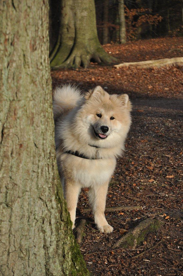 Blanding af racer Gaia - På skovtur
Tittebøh! gemte mig bag træet :) billede 1