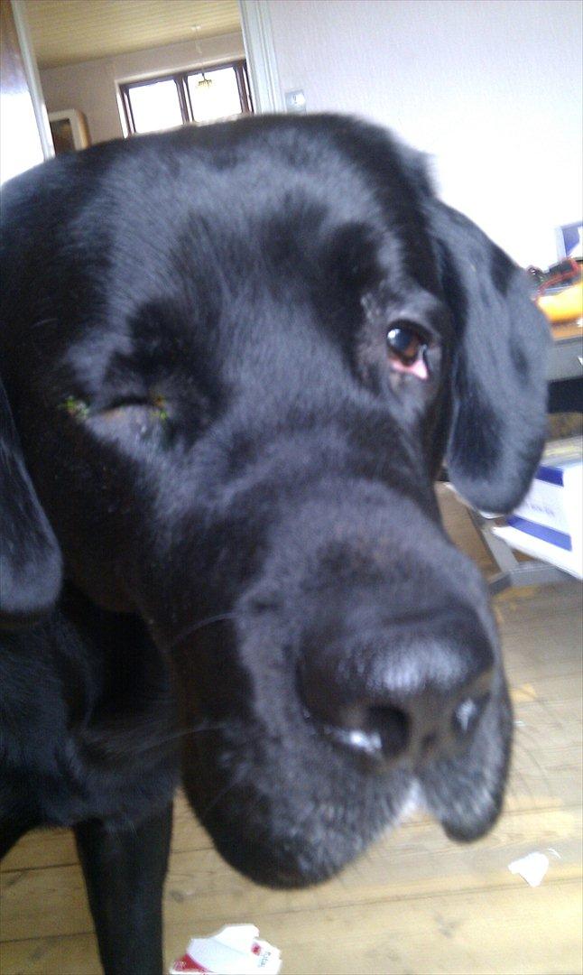 Labrador retriever Basse  billede 10