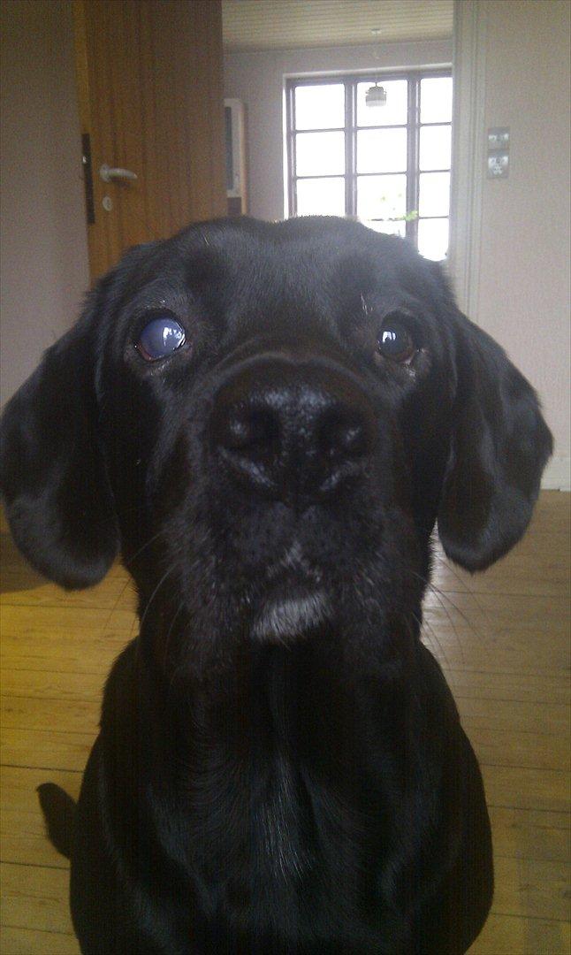 Labrador retriever Basse  - Her er regnbuehundebetændelse nu så fremskredet at, basse har fået linse lukation " linsen er faldet ud af plads og faldet ind i øjet, og regnbuehinden er nu så hævet at væskedrænet i hans øje er stoppet, og det er gået hen og blevet til smertefuld grøn s billede 11