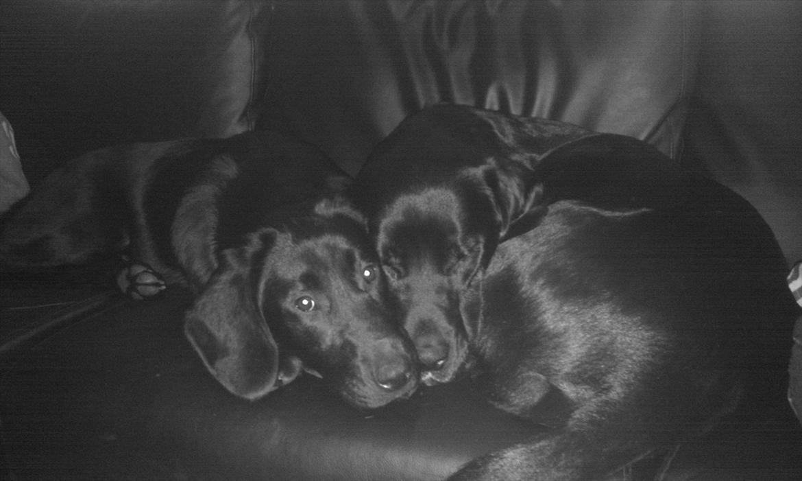 Labrador retriever Basse  - Far og Datter ligger sammen. Datter kan tydeligt mærke fars smerte, og ligger og trøster ham..   billede 13